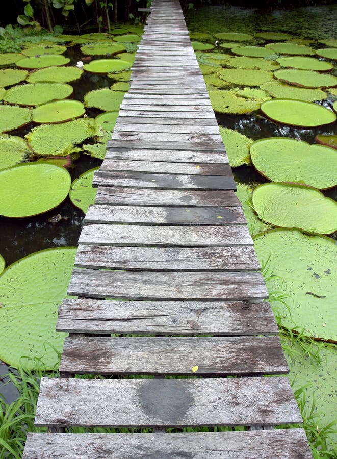 Wood bridge over Amazon pond