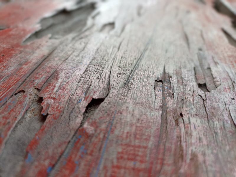 Wood that is Brittle but Still Strong Stock Photo Image of flower