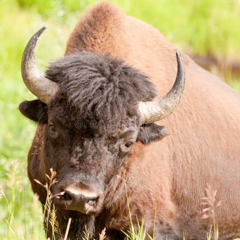 Wood buffalo bull Bison bison athabascae