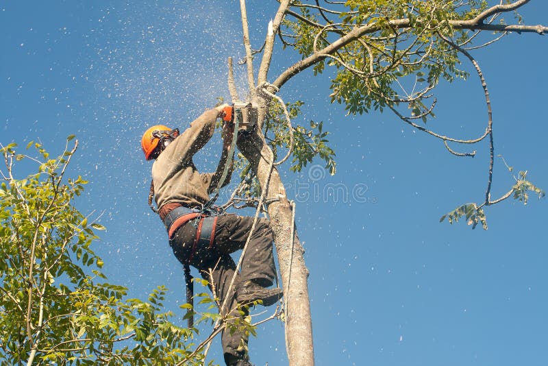 Пилящие деревья работники. Триммер Tree man. Человек рубит щепки летят фото.