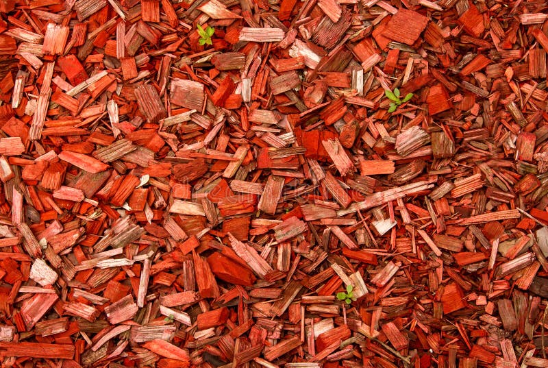 Wood Chips and Green Stems. Stock Photo Image of splinters, coating