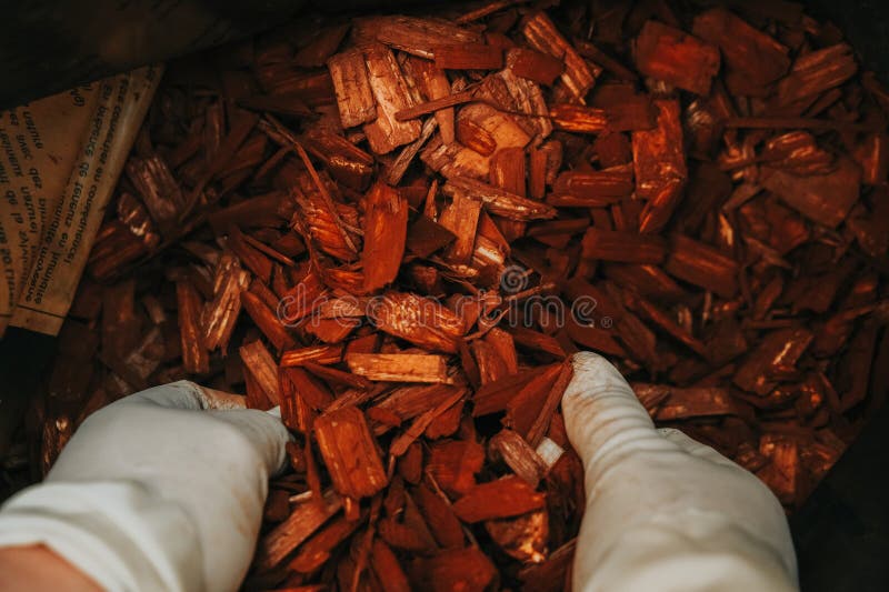 Wood Chips in Hands. Mulching with Wood Chips.Decorative Chips for the