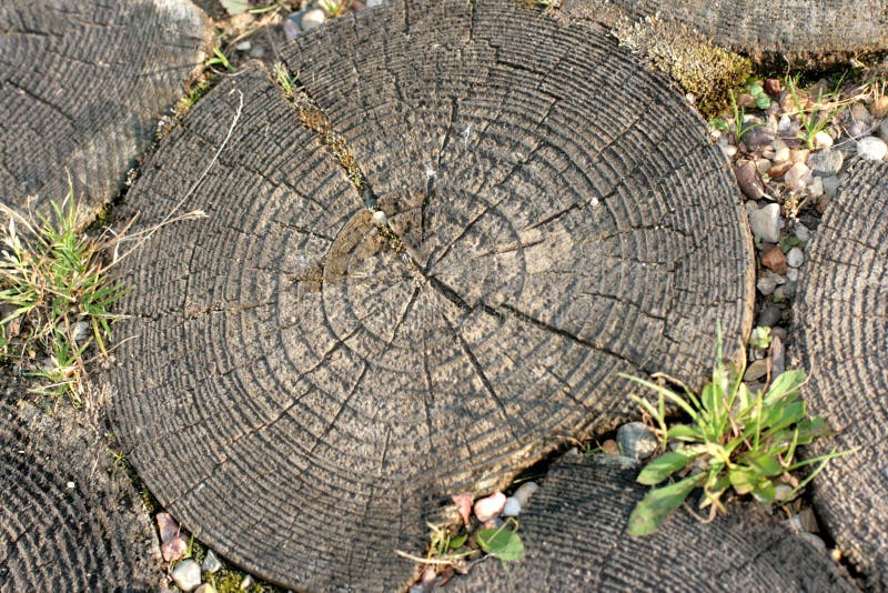 Wood circles