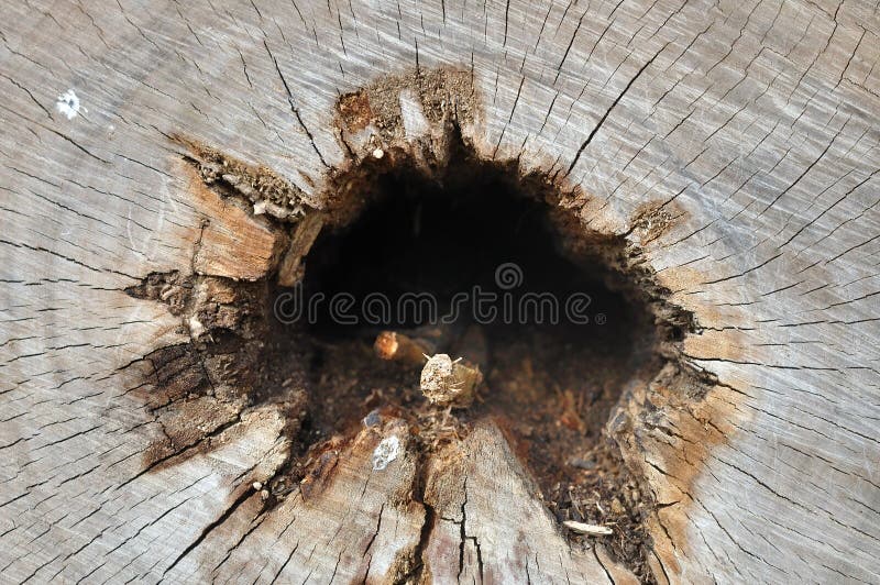 Wood cross section texture