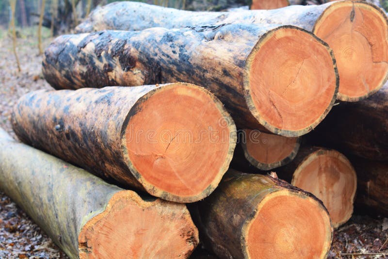 Wood cut logs in a row. Forest clearance