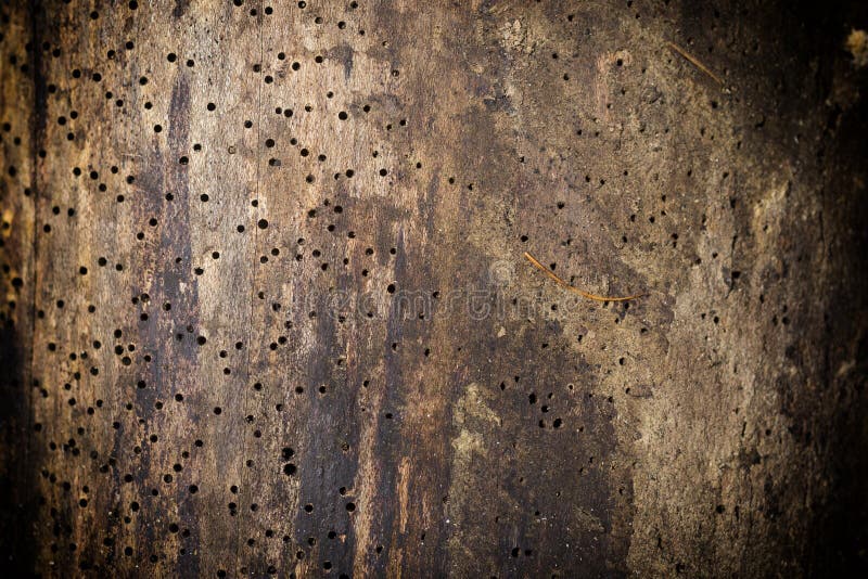 Termites stock photo. Image of nest, insect, social