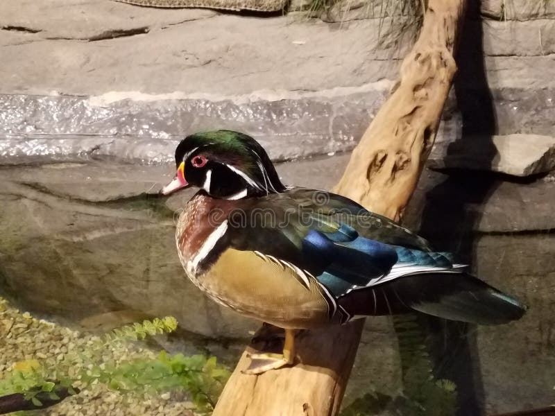 1,425 Wood Drake Photos Free & RoyaltyFree Stock Photos from Dreamstime