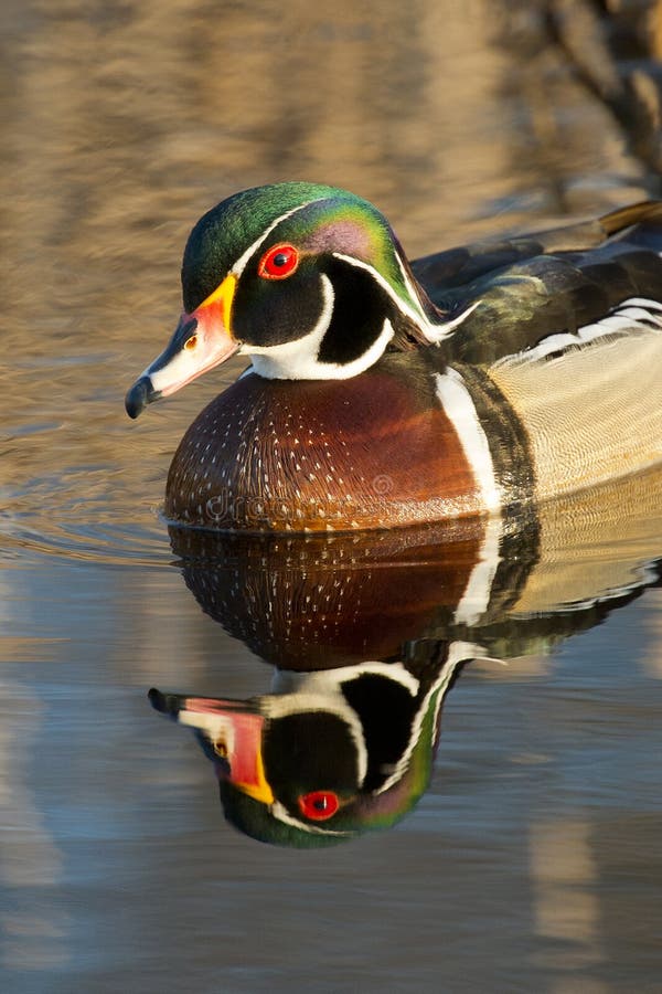 Wood Duck stock photo. Image of duck, marsh, hunting - 31142198 Wood Duck stock photo. Image of duck, marsh, hunting - 31142198