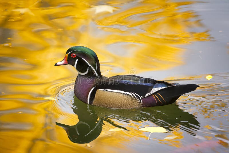 Wood Duck on Golden Pond