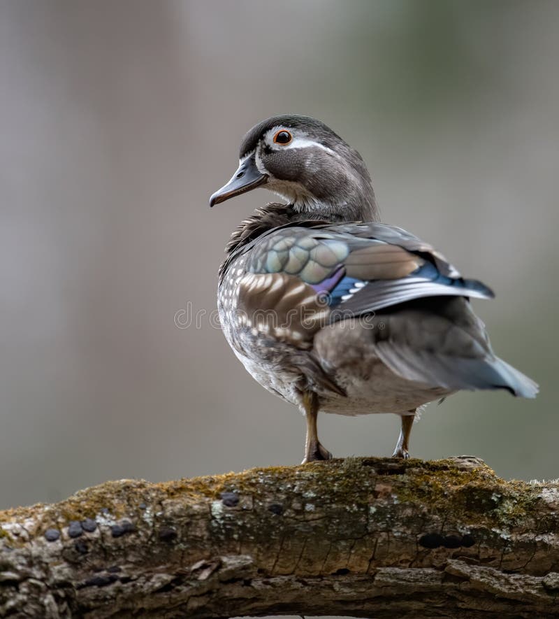 A Wood Duck in Maine stock photo. Image of everglades 181830648