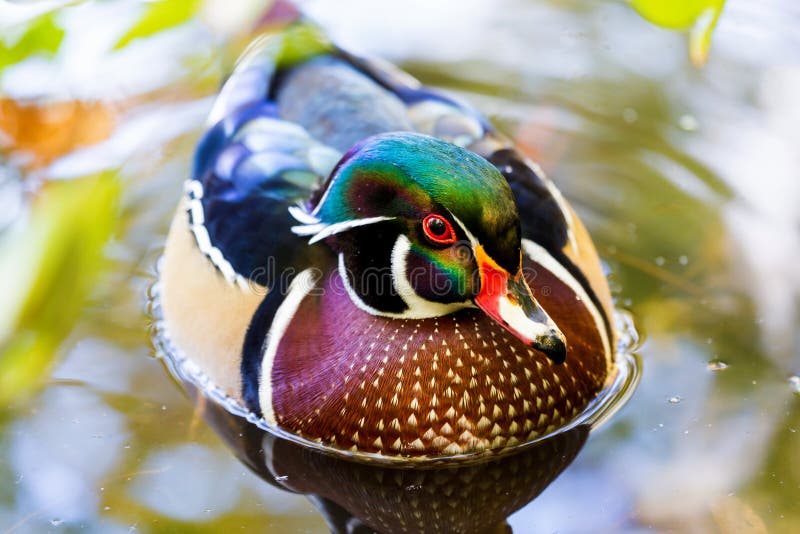 Wood Duck male.