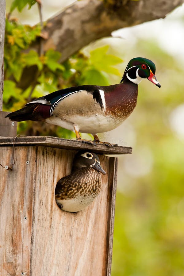 Wood Duck Pair