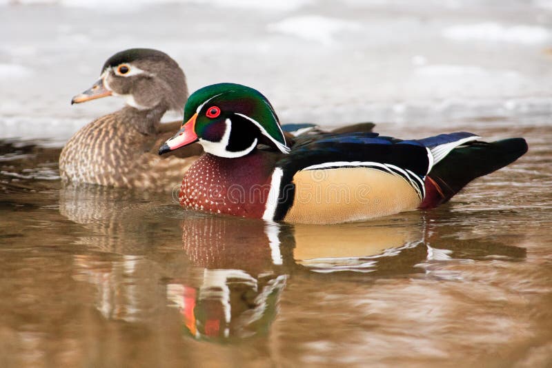 Wood Duck Pair Swimming Together