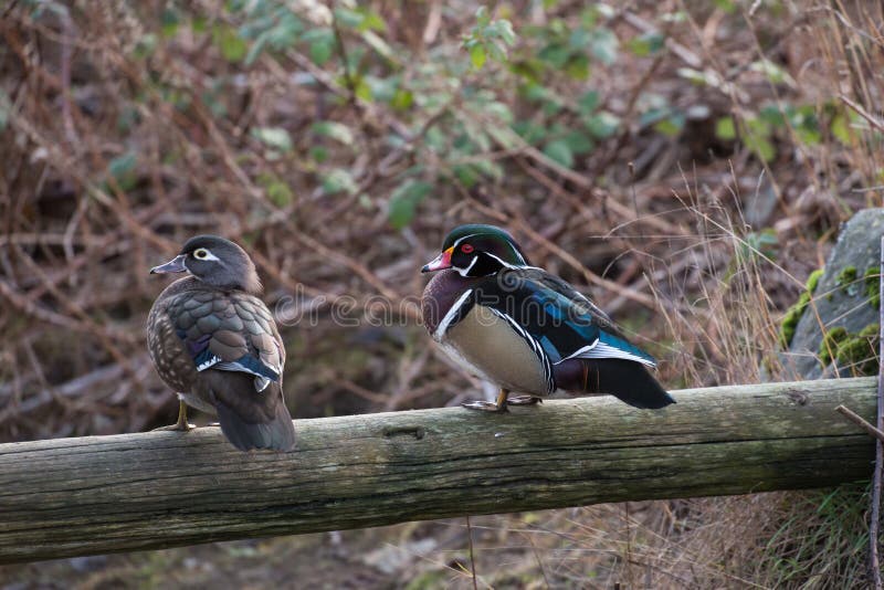 Wood Duck stock image. Image of wood, nature, duck, wildlife 34904119