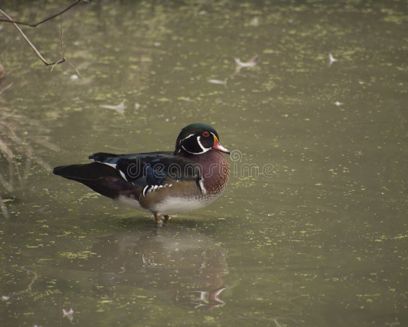 Wood Duck Standing in Swamp Stock Image Image of nature, wood 47203709