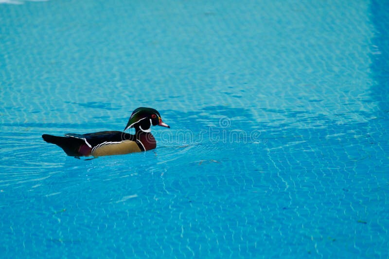 Wood duck stock image. Image of nature, reflection, colorado 233482043