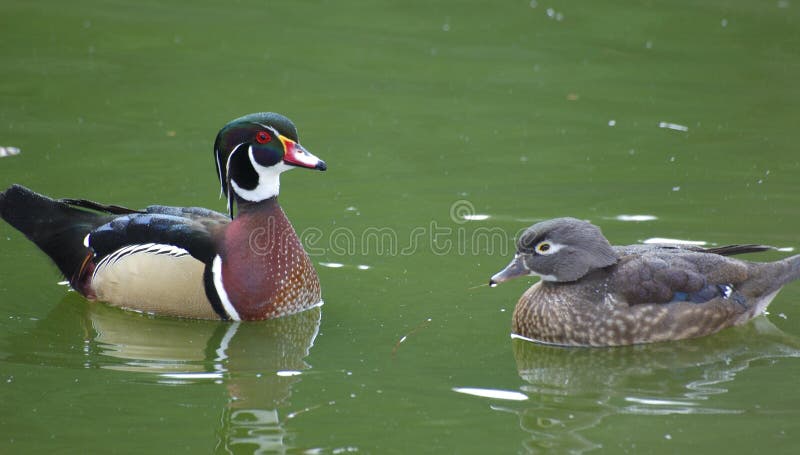 Wood ducks