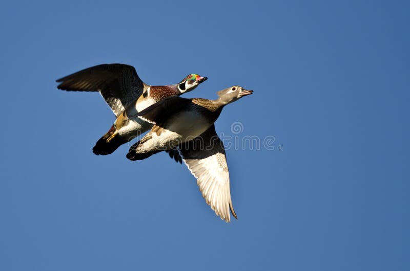 Wood Ducks Flying in a Blue Sky Stock Photo Image of ducks, north