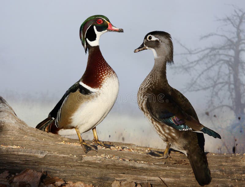 Two ducks standing on log stock image. Image of florida 46607123