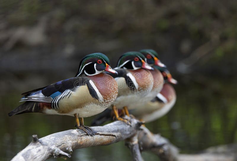 Wood Ducks Standing in a Row on a Log in Springtime Stock Photo Image
