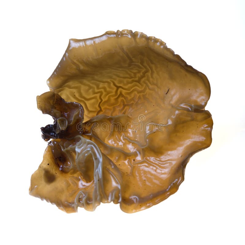Wood ear mushroom stock image. Image of fungi, asian, traditional 3179593