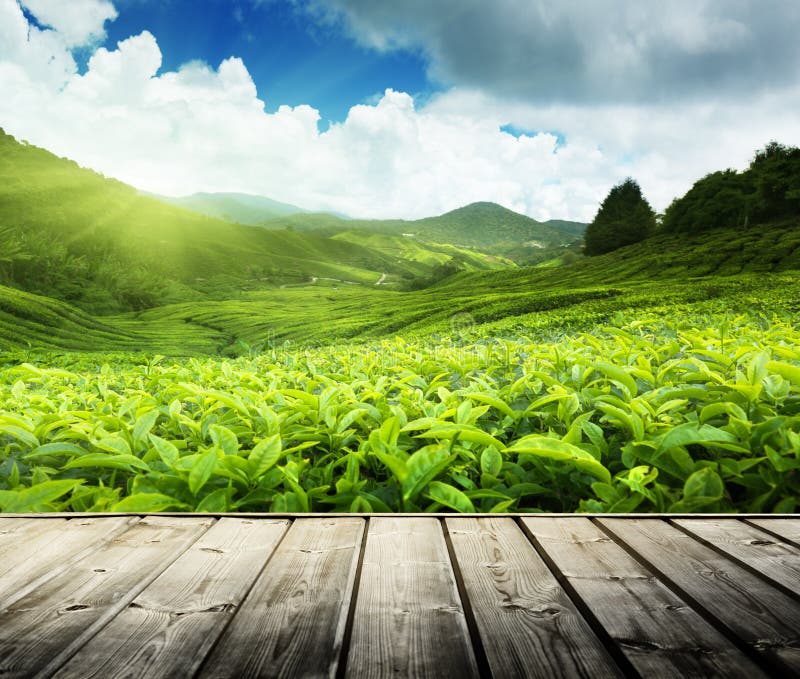 Hëlze buedem Op Téi plantatioun, Malaysien.