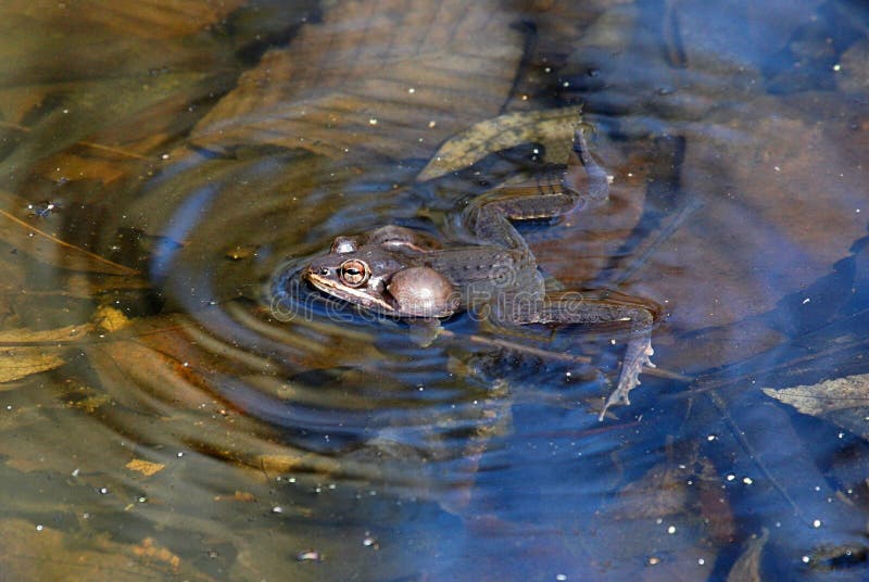 Wood frog stock photo. Image of amphibian, amphibians - 13556402