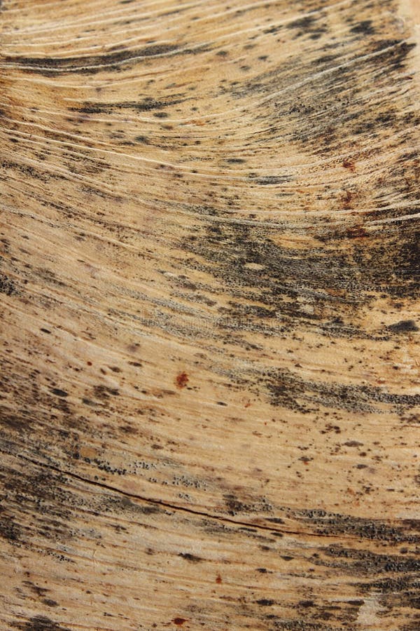 Wood Grain Background Wood Pattern Stock Photo - Image of dark