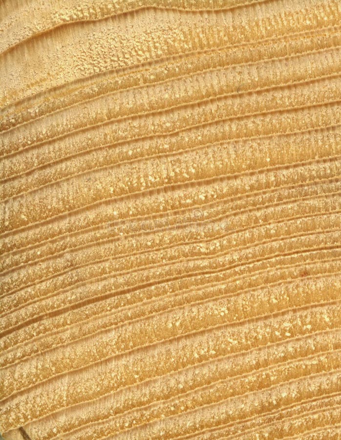 Wood Grain Texture, the African Acacia Wood. the Texture of the Wood ...