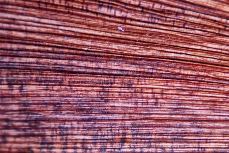 Wood grain stock photo. Image of longitudinal, board 95971738
