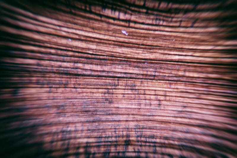 Wood grain stock photo. Image of longitudinal, board 95971738