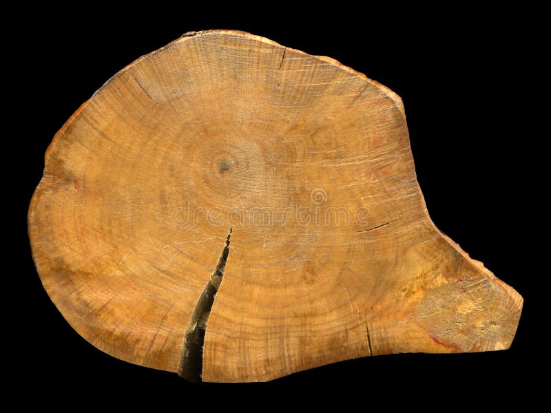 Walnut Wood Log, Can Be Used As Background, Wood Grain Texture Stock Photo Image of forestry