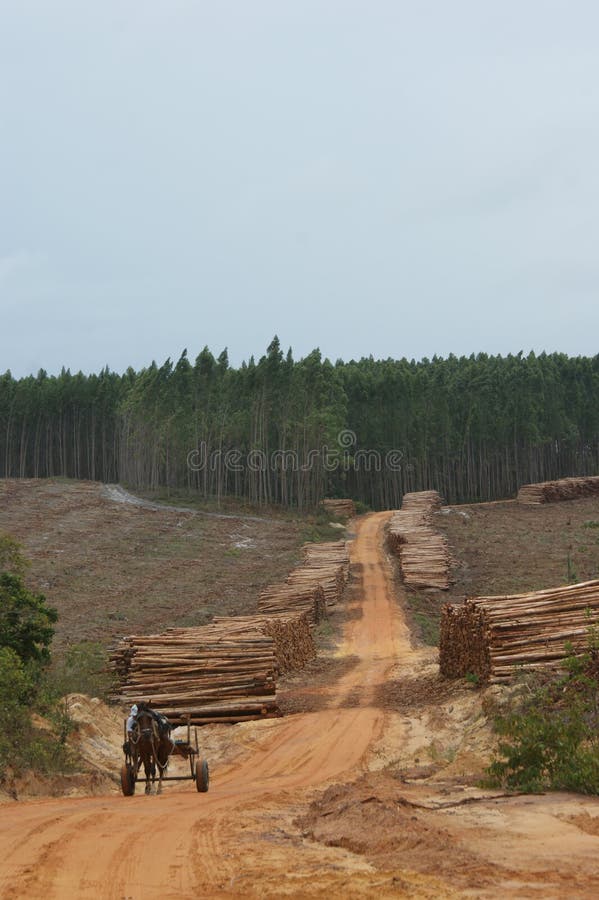 Wood industry stock photo. Image of forest, tree, brown 15460426