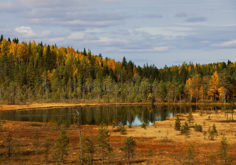 Wood lake. autumn landscape. nature. Karelia