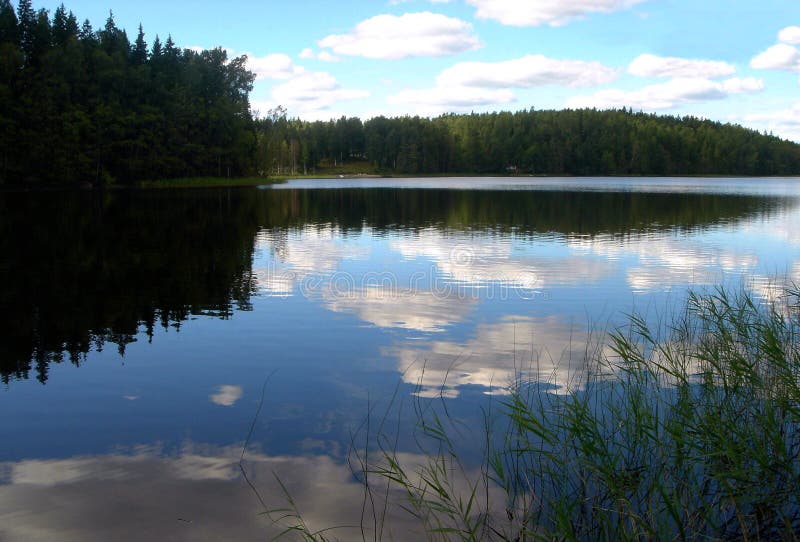 Wood lake in summer