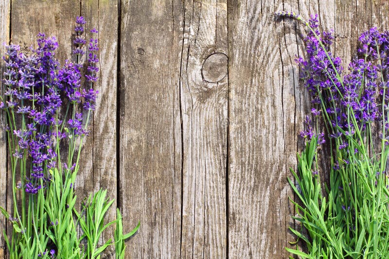 Fiori di lavanda di fronte a un vecchio recinto di legno di sfondo.