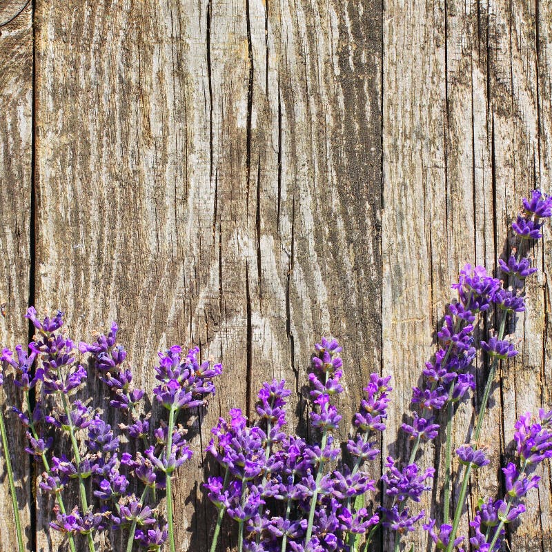 Wood Lavender Flowers Background Stock Image Image of bouquet, garden