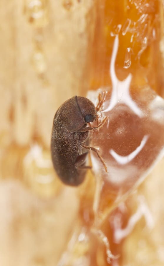 Wood living beetle stuck in sap