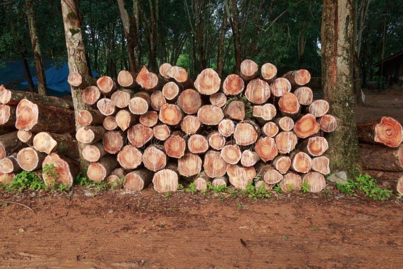 Wood log of rubber plantation