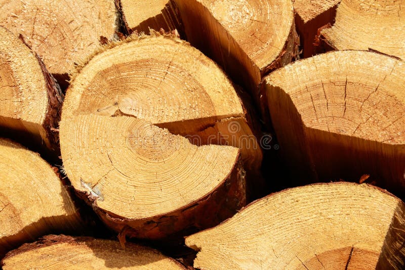 Wood logs for fireplace stock photo. Image of christmas 126071748