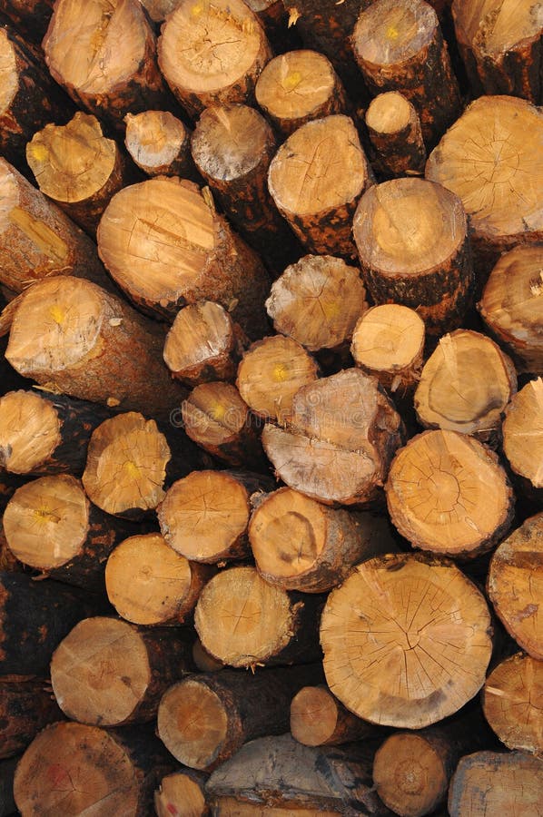Wood, Lumber & Trees stock image. Image of wood, timber 6103501