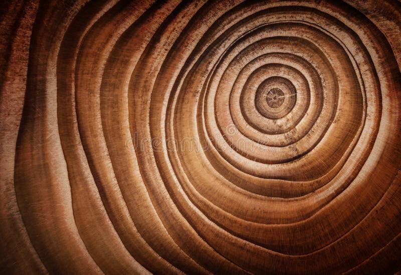 Wood larch texture of cut tree trunk, close-up. Wood larch texture of cut tree trunk, close-up.