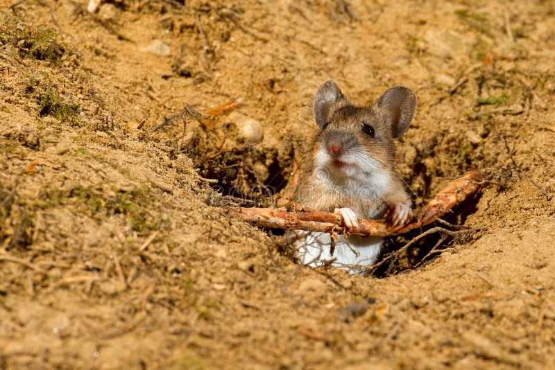 Wood Mouse eating stock image. Image of nose, food, eating 25981911