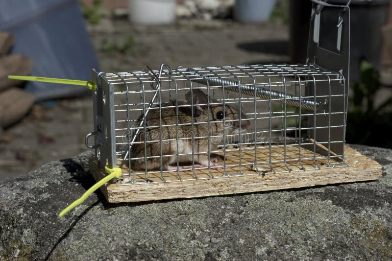 Wood Mouse Live Trap Stock Photos - Free & Royalty-Free Stock