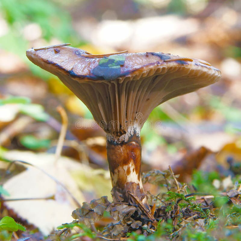 Wood mushroom stock image. Image of leaf, natural, beauty - 23538265