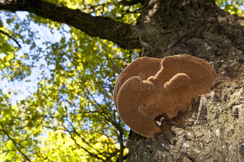 Wood mushroom on a maple trunk