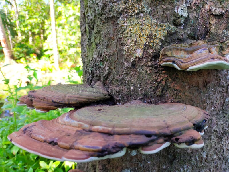 Wood Ear Mushrooms Growing on a Log. Wild Edible Mushrooms Stock Photo