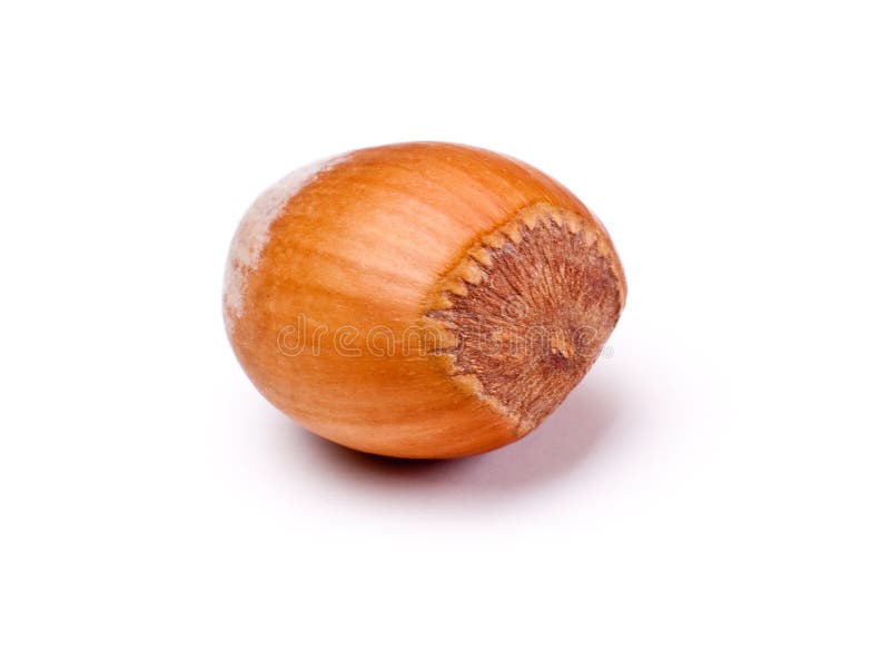 Wood nut