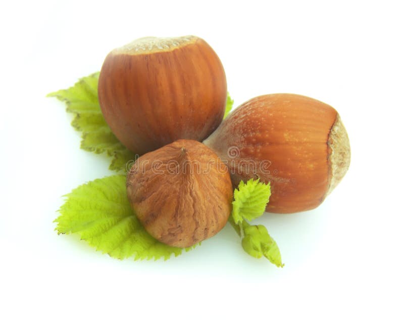 Wood nuts with leaves