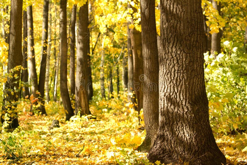 Wood oak autumn